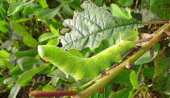 反季节养殖豆青虫