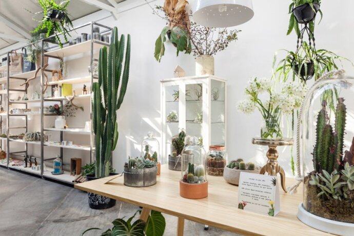 开个植物店怎么样？