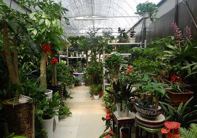 开个植物店怎么样？开植物店注意事项